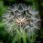 DIENTE DE LEÓN/DANDELION