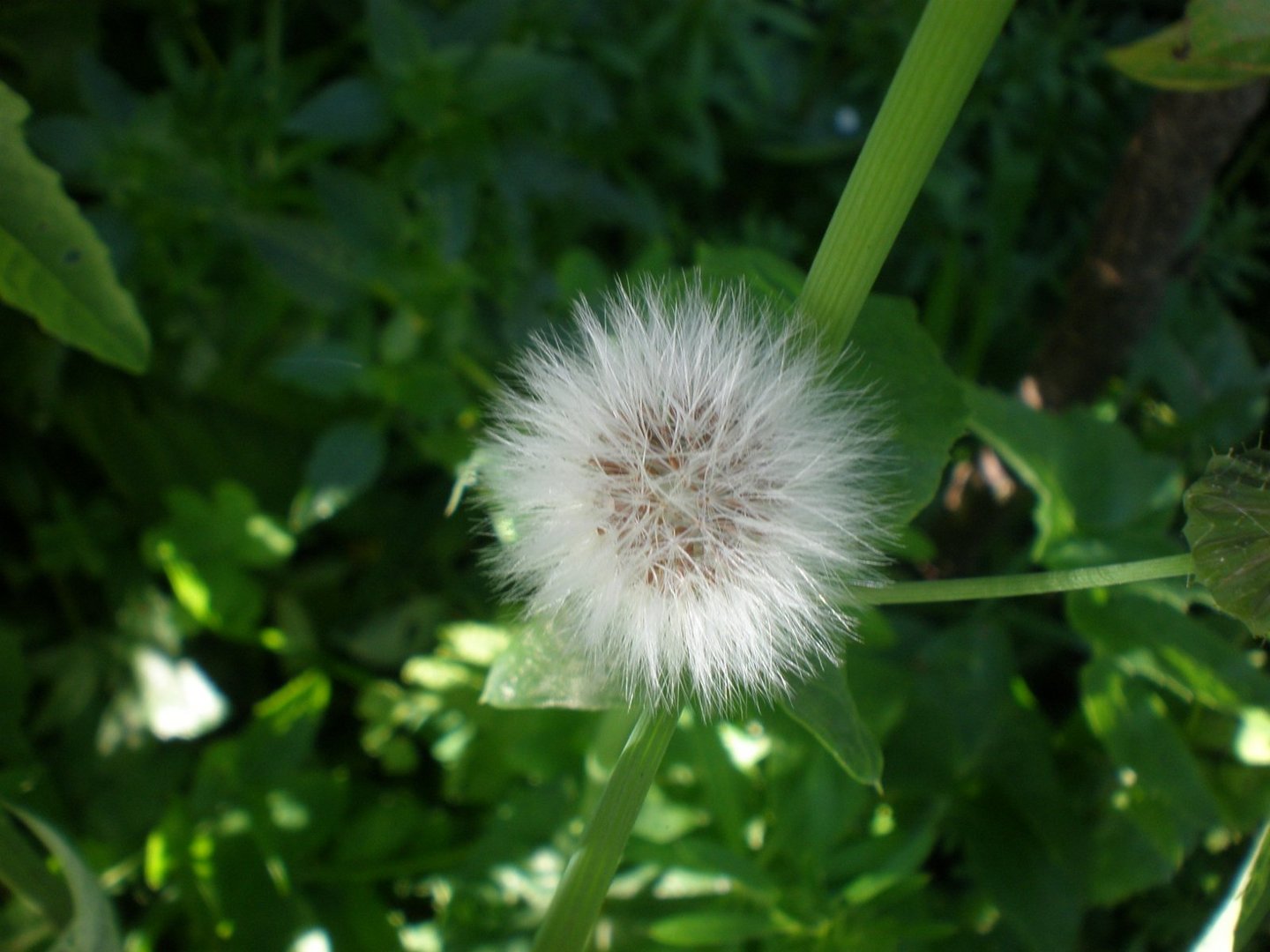 Diente de león