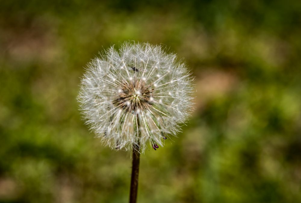 Diente de león