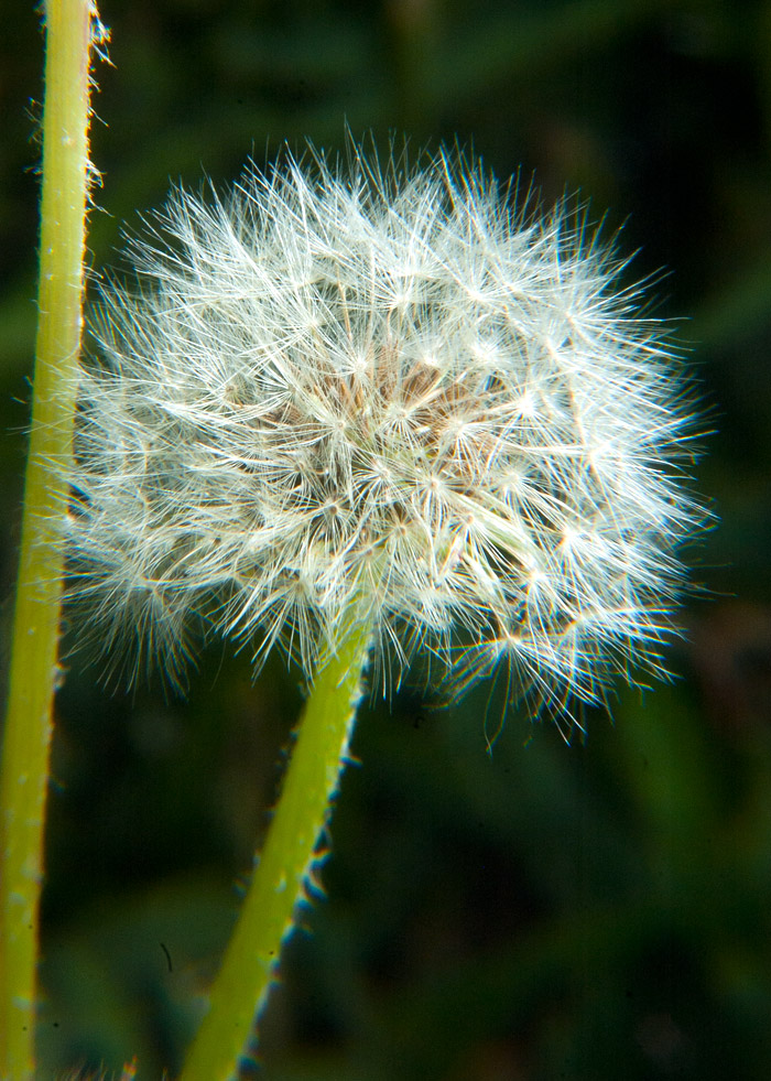 Diente de León