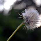 Diente de leon, bendita primavera