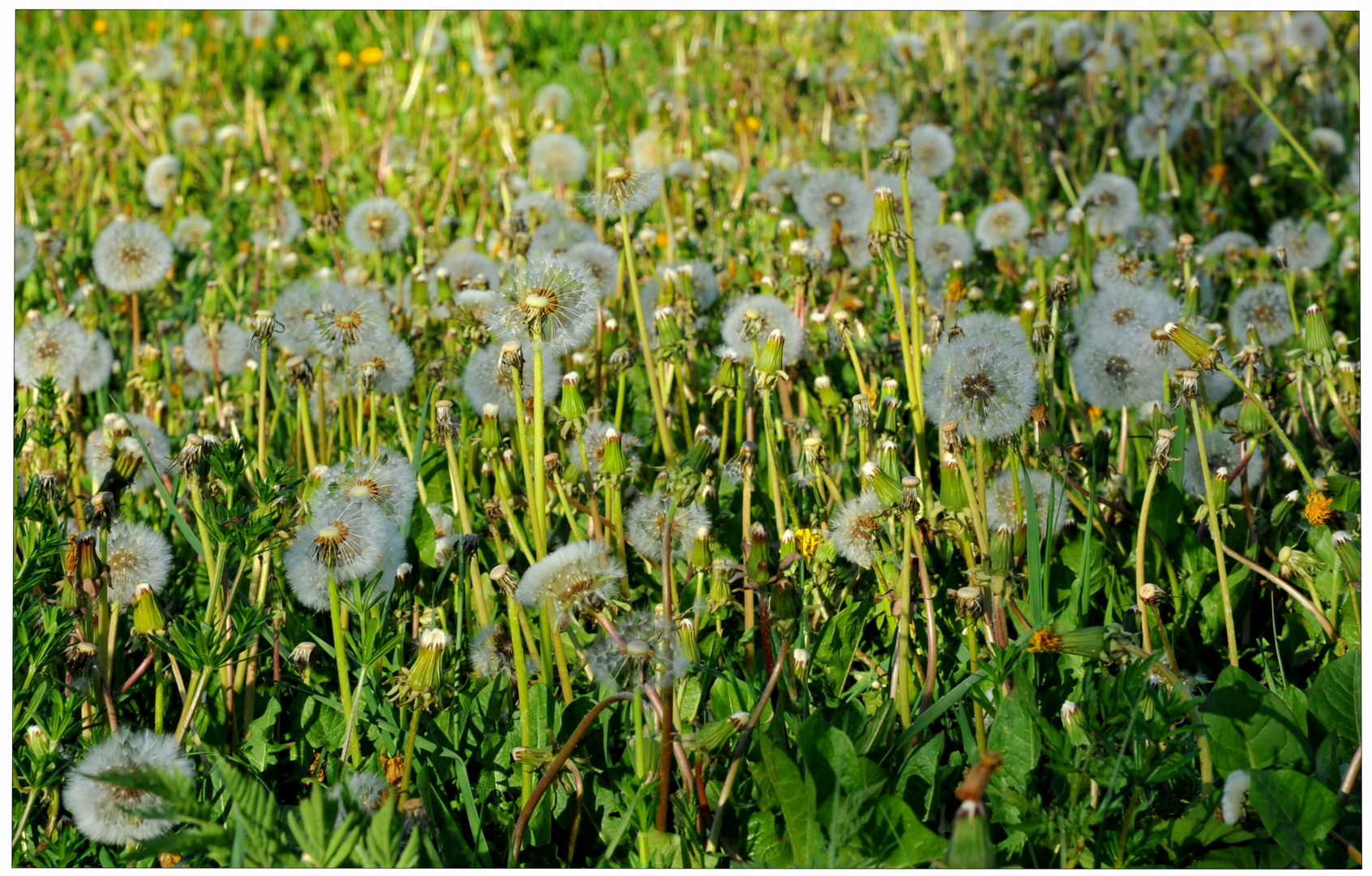 Diente de león (Löwenzahn)