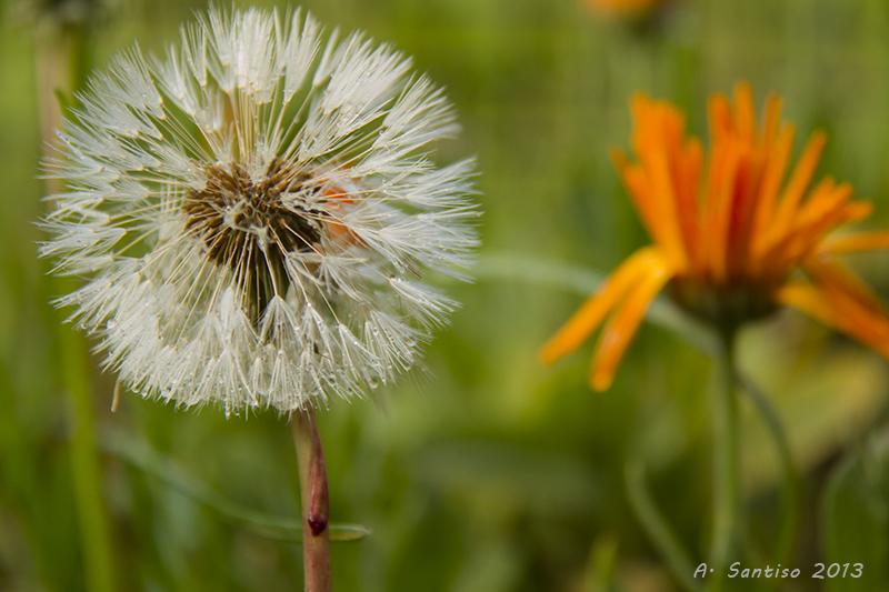 Diente de leon.Dandelion