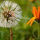 Diente de leon.Dandelion