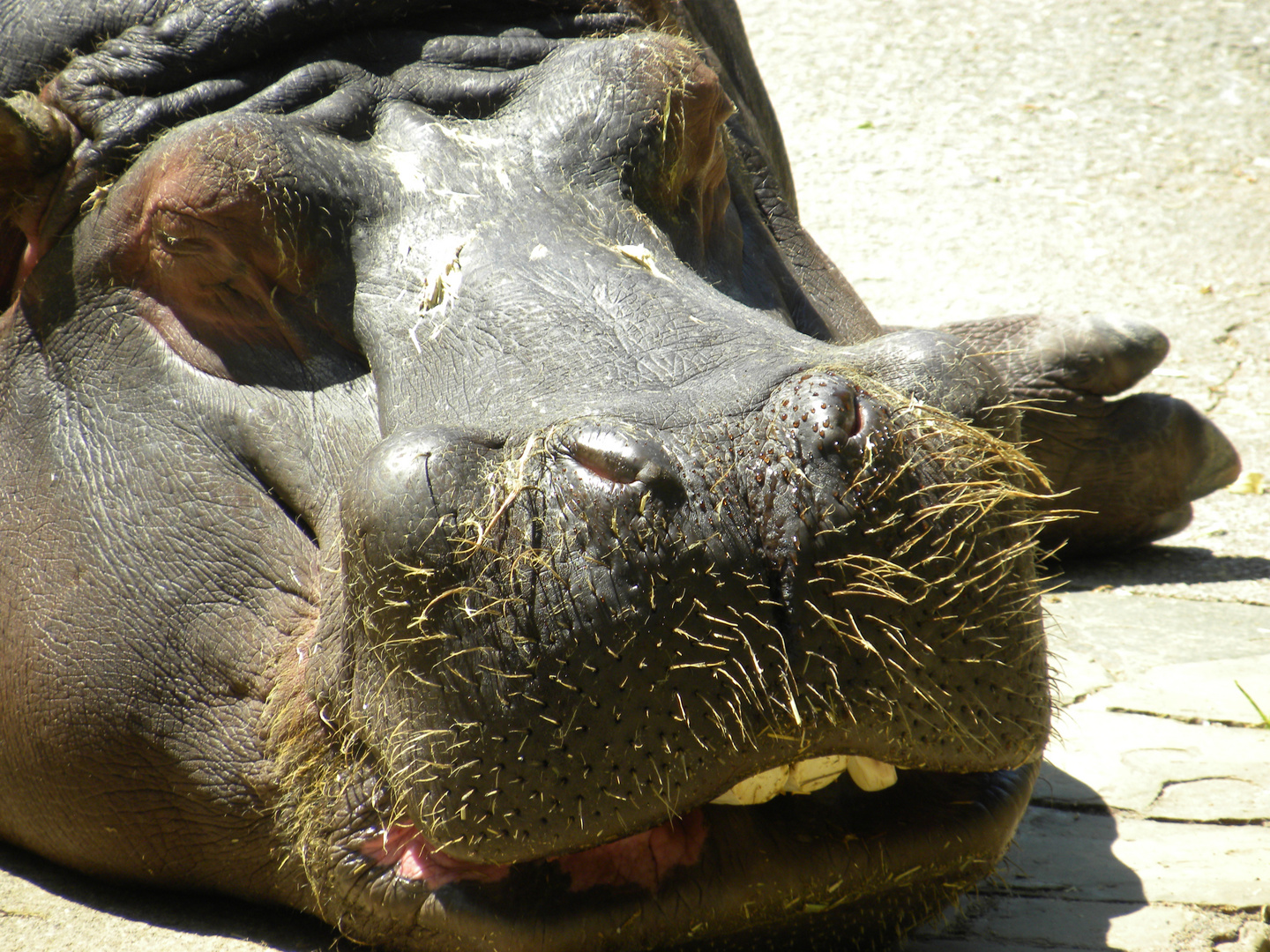 dientes