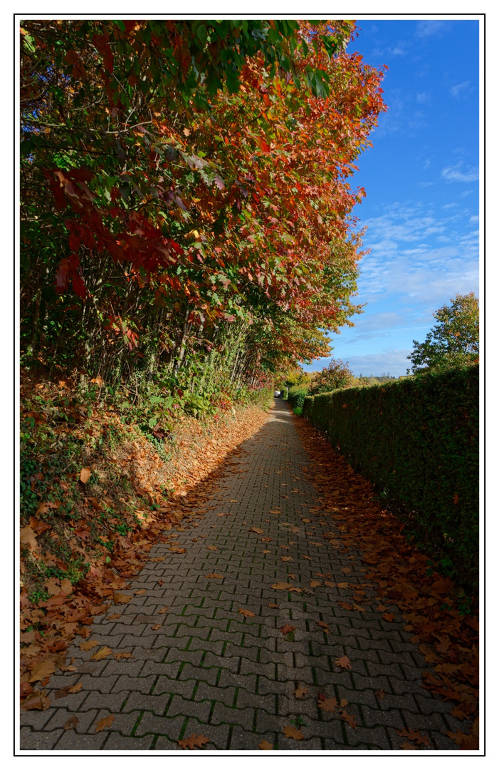 Diepental Weg mit herbstlicher Hecke_DSC1332