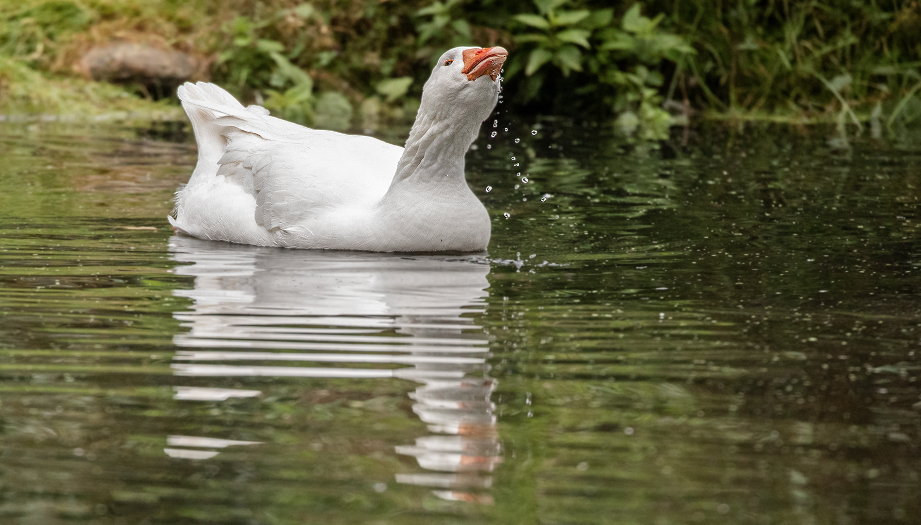 Diepholz Gans Foto &amp; Bild | deutschland, europe, niedersachsen Bilder ...