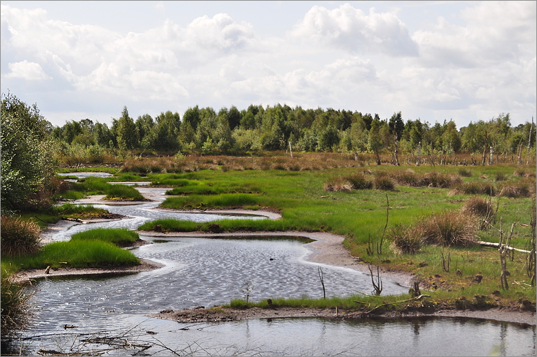 Diepholzer Moor Foto & Bild | landschaft, moor, natur Bilder auf