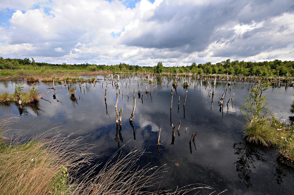 Diepholzer Moor Foto & Bild | landschaft, moor, diepholzer