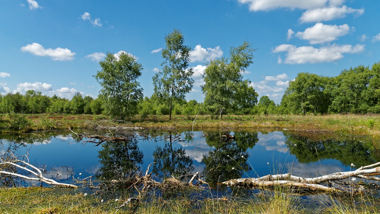 Diepholzer Moor