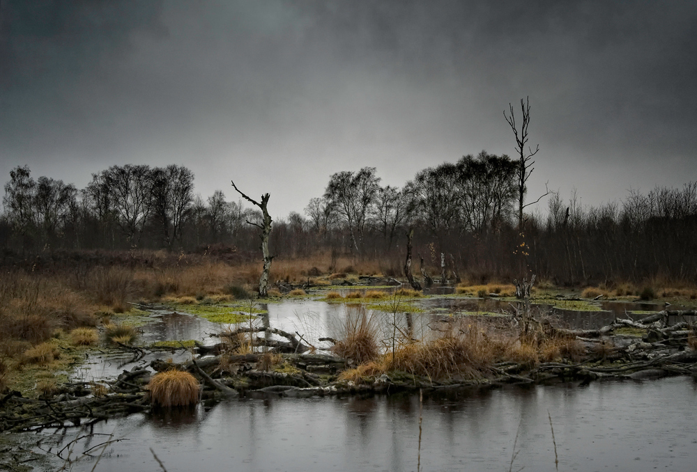 Diepholzer Moor im Herbst Foto & Bild | landschaft, moor, natur Bilder