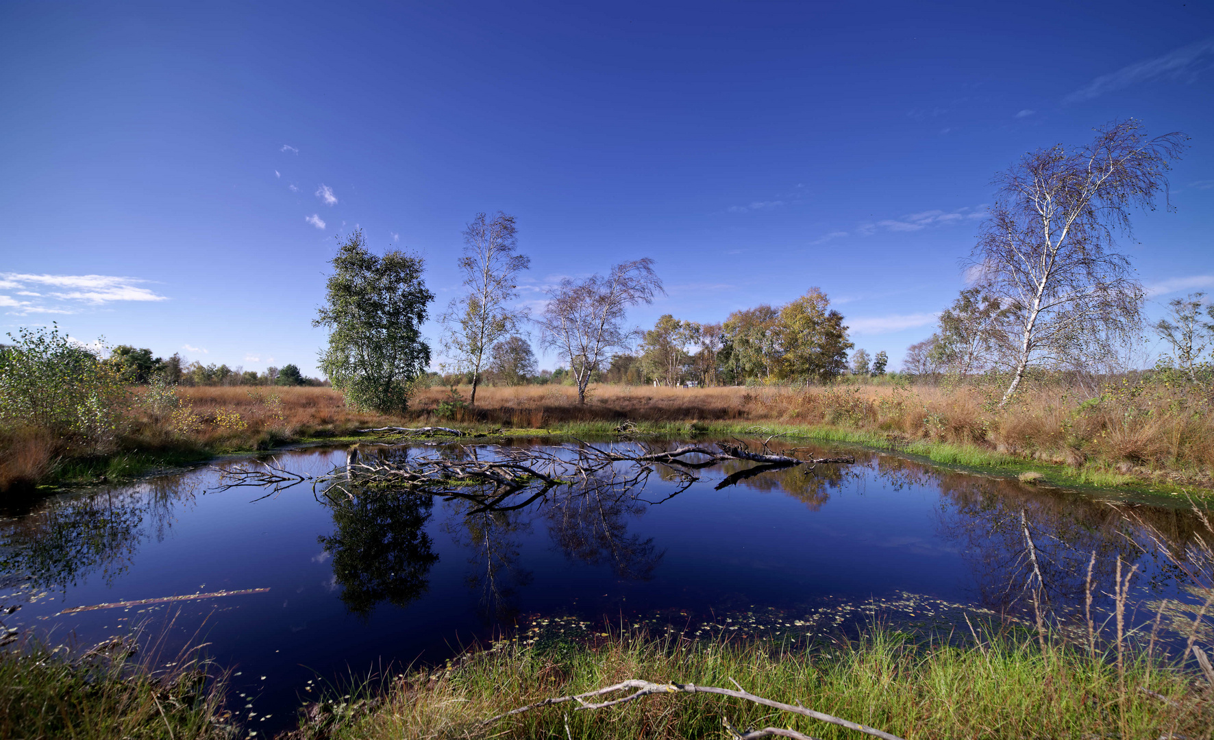 Diepholzer Moor im Herbst !