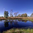 Diepholzer Moor im Herbst !