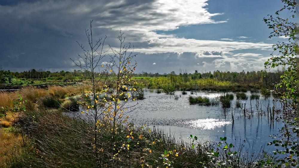 Diepholzer Moor im Herbst ! Foto & Bild | landschaft, jahreszeiten
