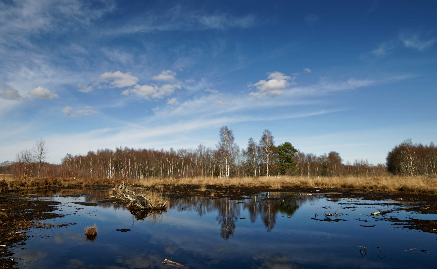 Diepholzer Moor im März !