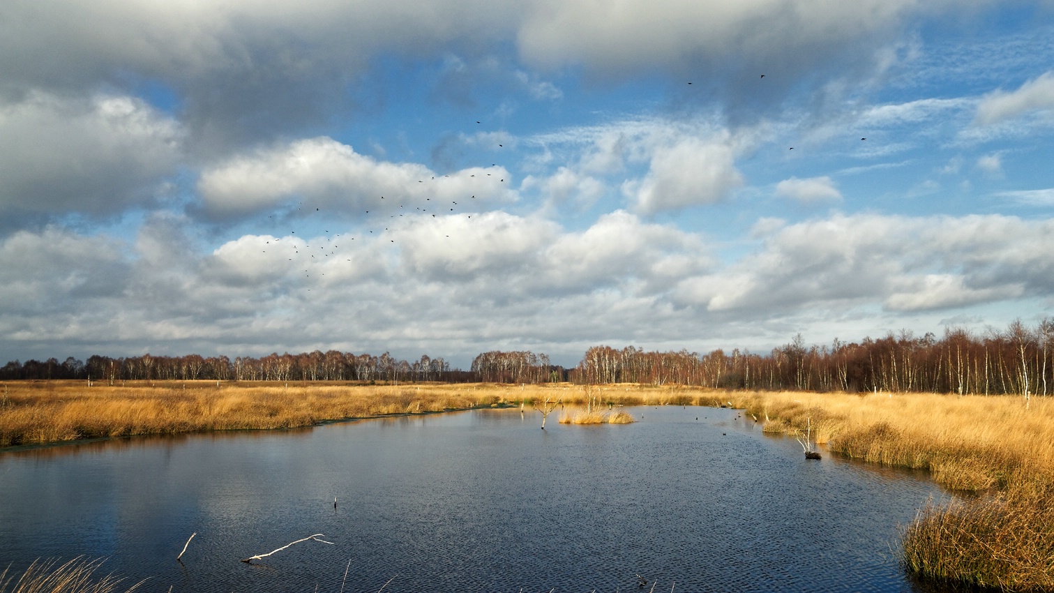 Diepholzer Moor im November