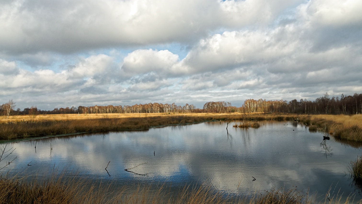 Diepholzer Moor im November II