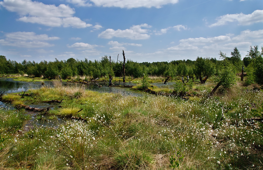 Diepholzer Moor mit Wollgras