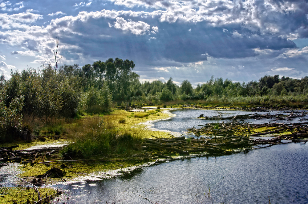 DIEPHOLZER MOOR reload Foto & Bild | landschaft, moor, natur Bilder auf