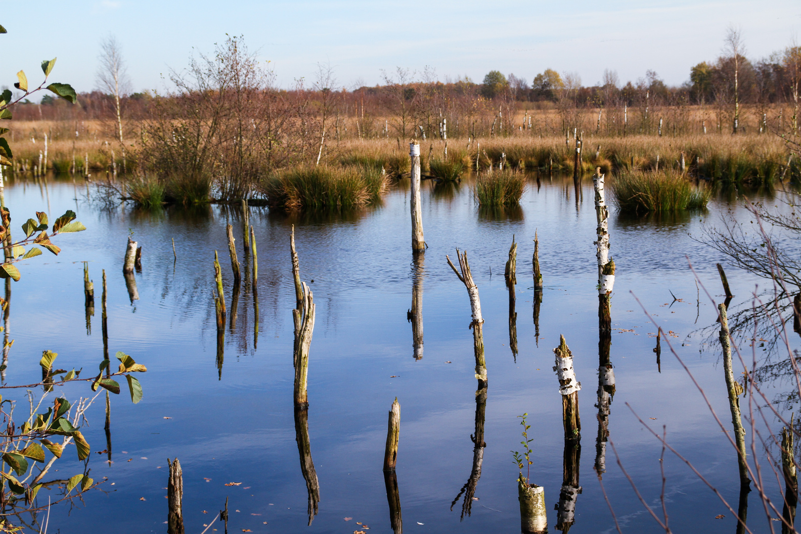 Diepholzer Moorlandschaft