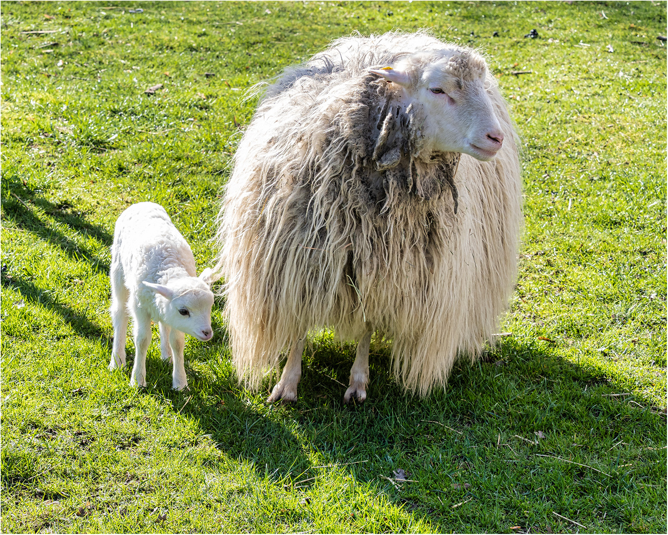 Diepholzer Moorschnucken