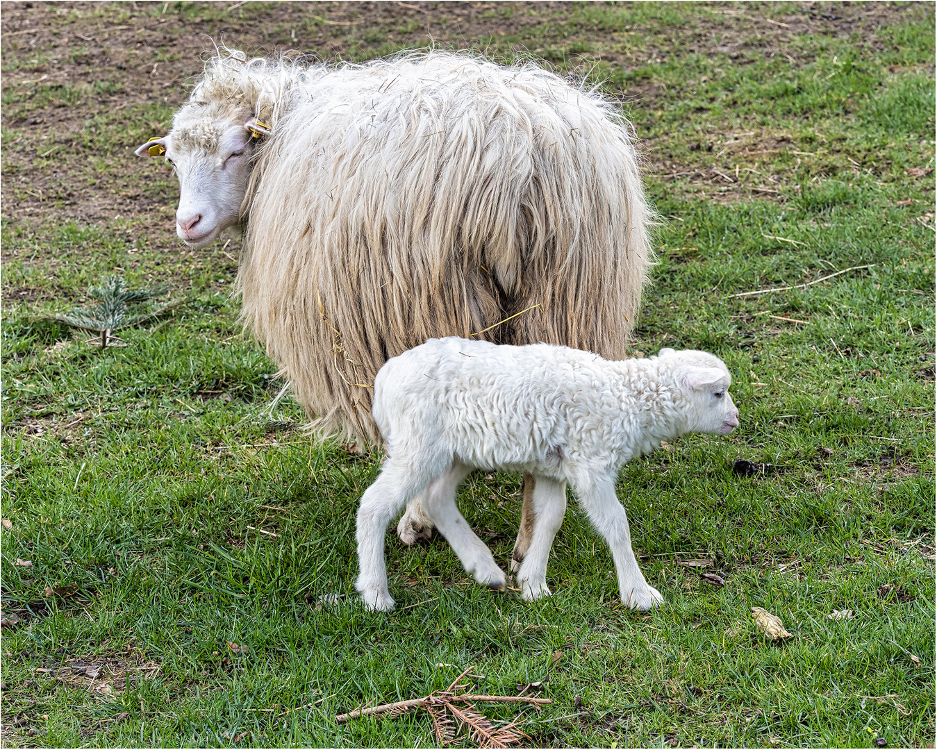 Diepholzer Moorschnucken