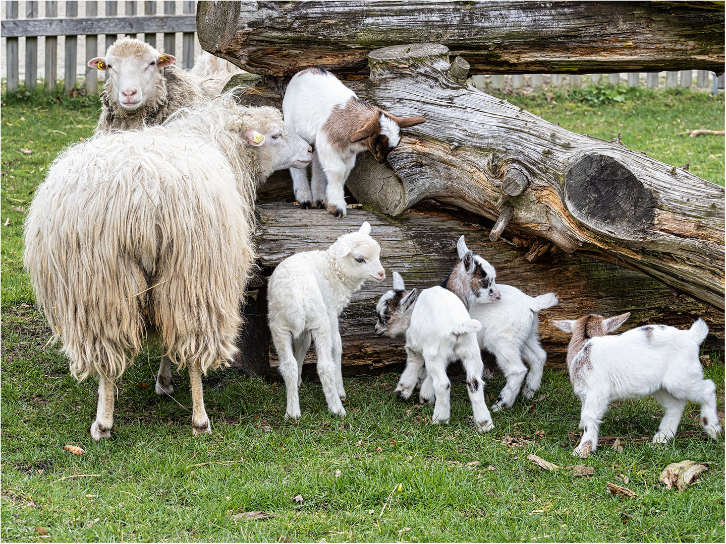 Diepholzer Moorschnucken mit Nachwuchs sowie die der Westafrikanischen Zwergziegen