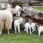 Diepholzer Moorschnucken mit Nachwuchs sowie die der Westafrikanischen Zwergziegen