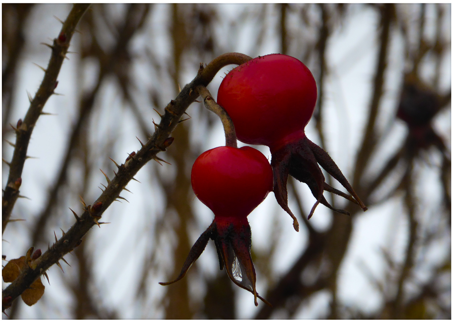 *DIE*ROTE*HAGEBUTTE*