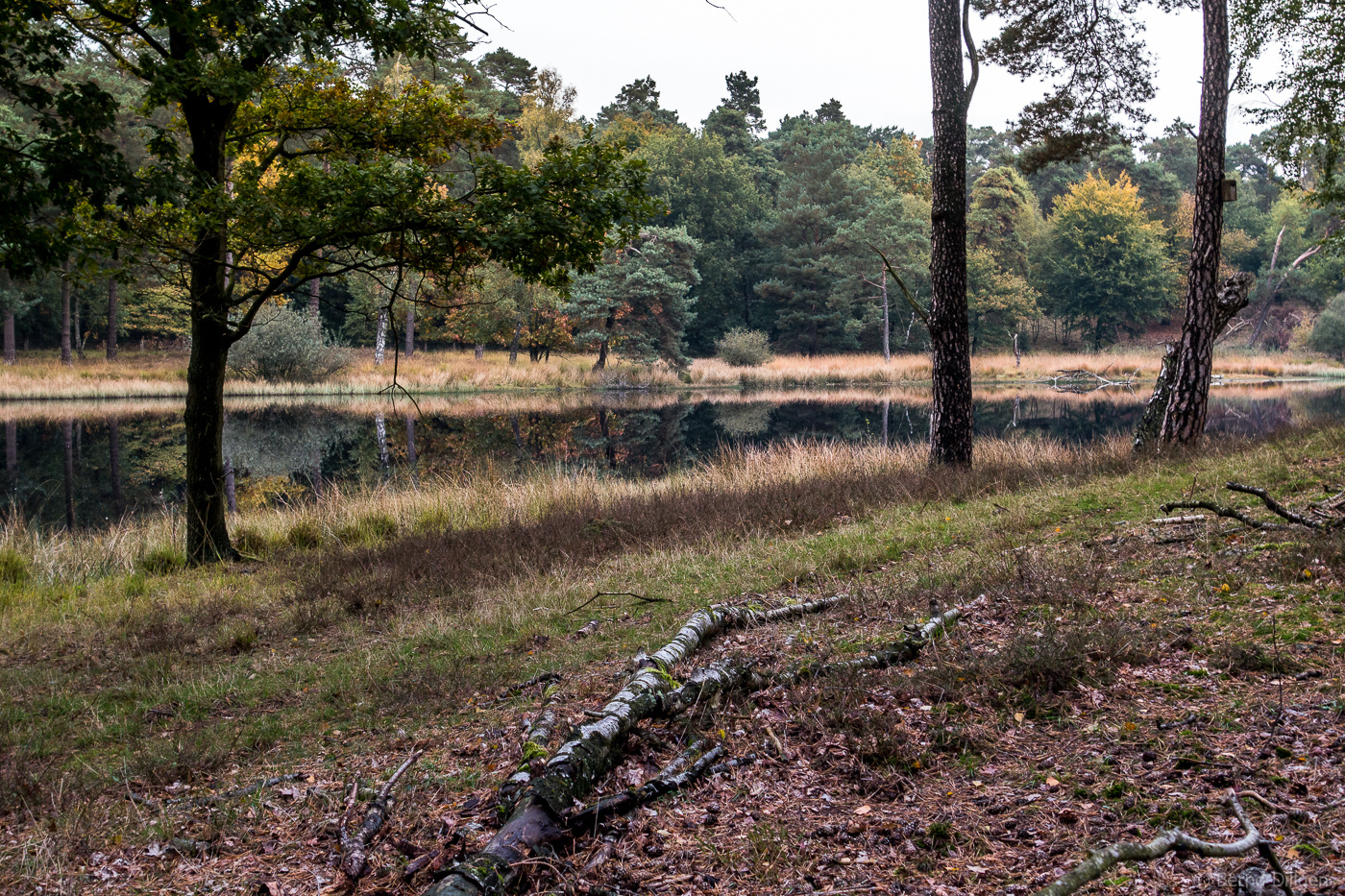 Diersfordter Wald