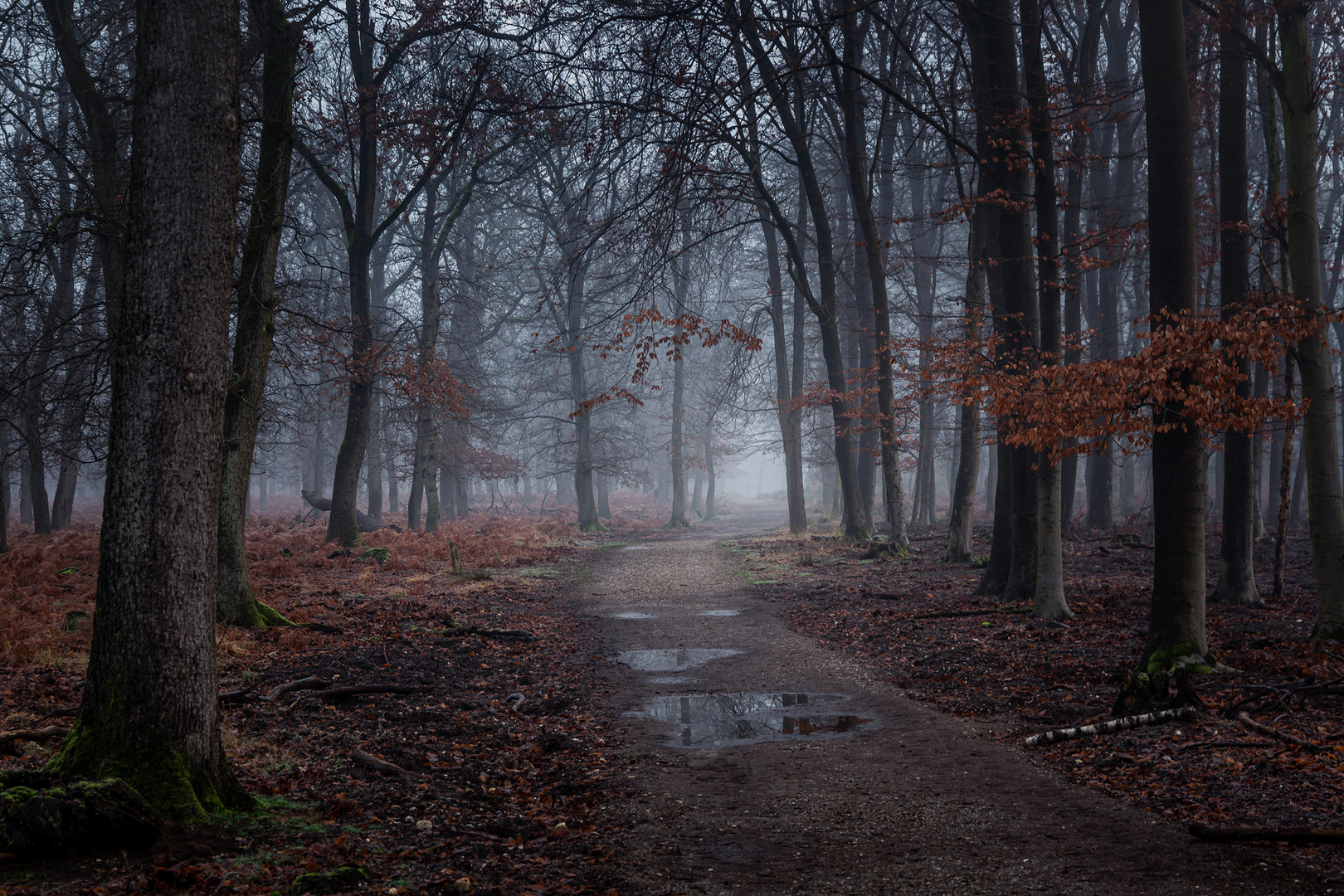 Diersfordter Wald