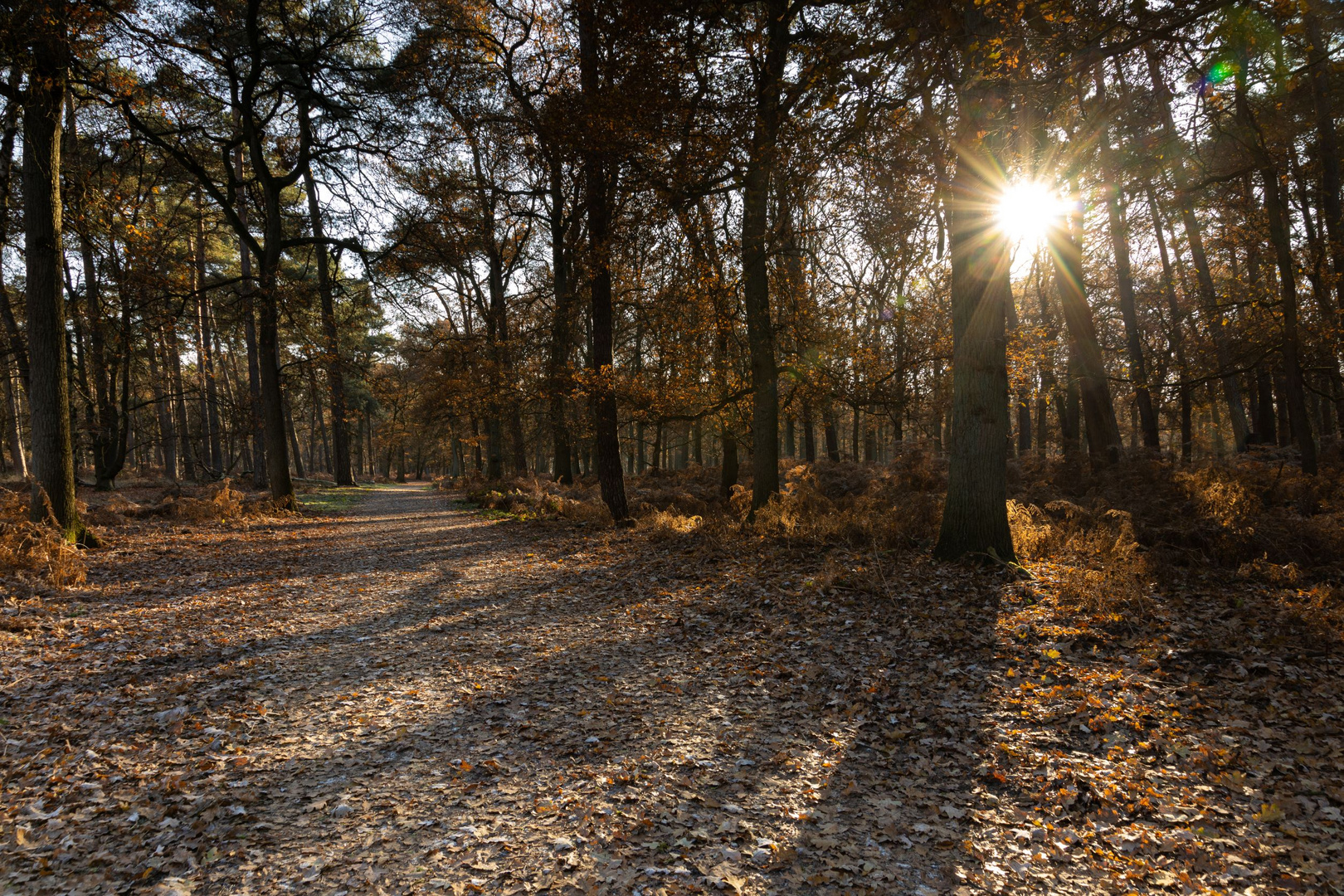 Diersfordter Wald