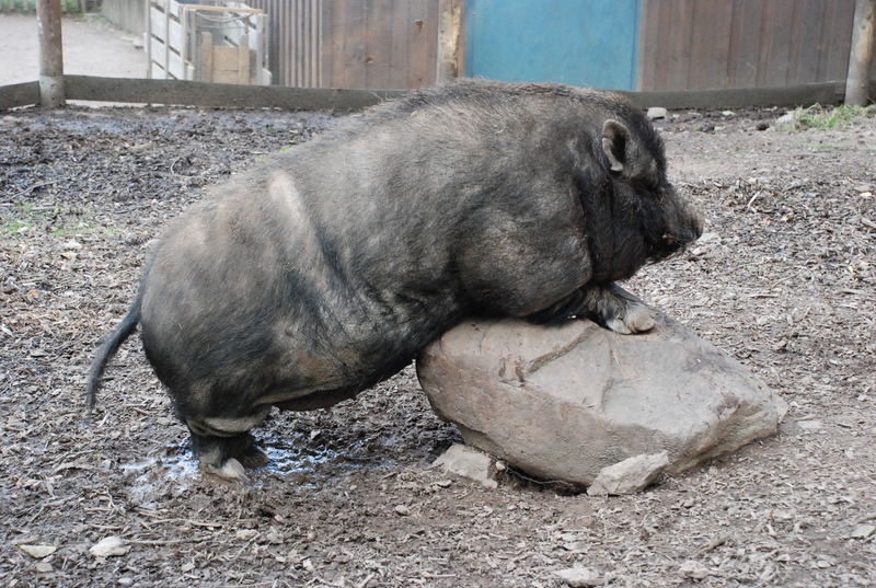 Dies ist das Bild vom Hängebauchschwein, welches da einen Stein als Geliebte hatte...