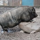 Dies ist das Bild vom Hängebauchschwein, welches da einen Stein als Geliebte hatte...
