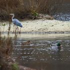 Dies ist ein echtes "Reiher - Enten"- Bild