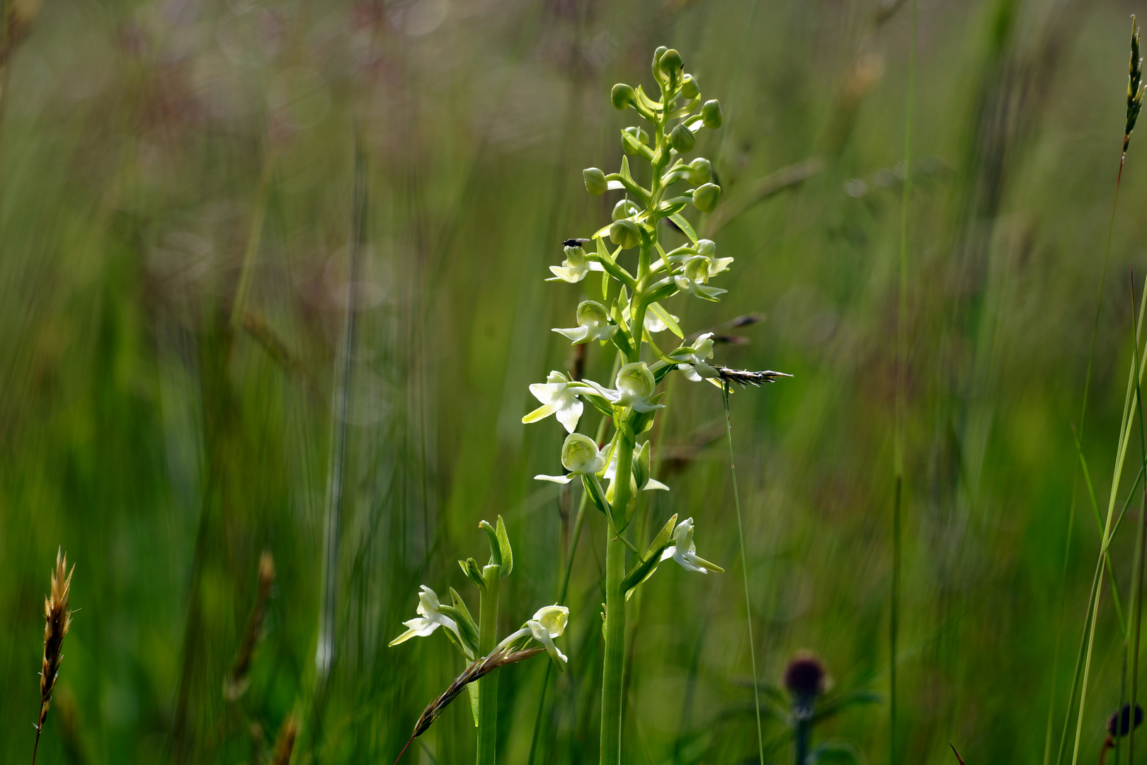 Dies ist eine heimische Orchidee