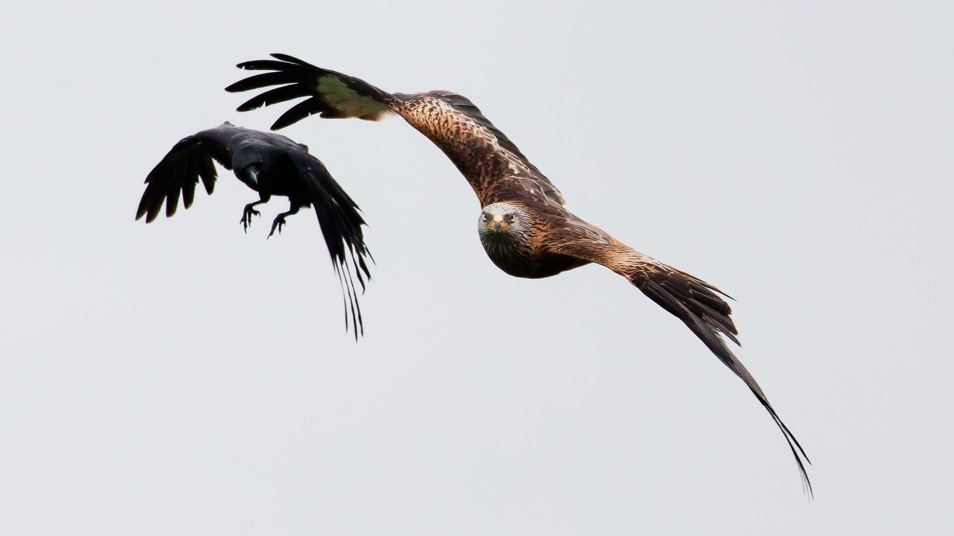 Dies ist kein friedlicher Formationsflug