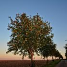 Dies könnte der Weg ins Paradies sein