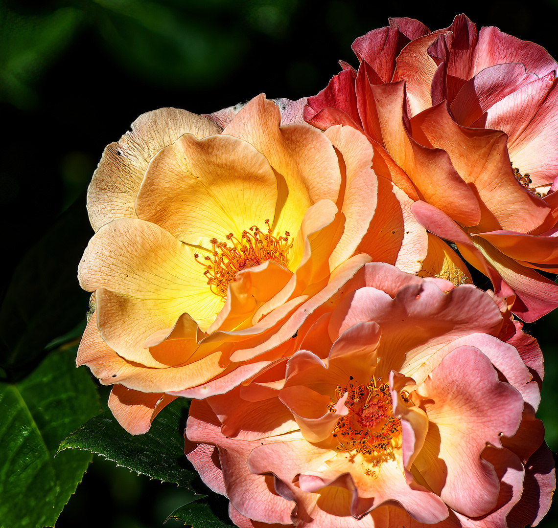 Dies scheint das Jahr der Rosen zu sein