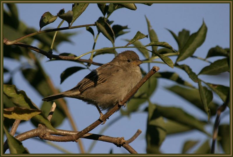 Dies war der Vogel des Jahres 2002,