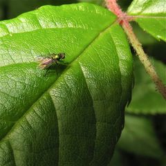 Diese 2 bis 3 mm lange Schmuckfliege (Physiphora sp., Gerdt danke fürs Bestimmen!), . . .