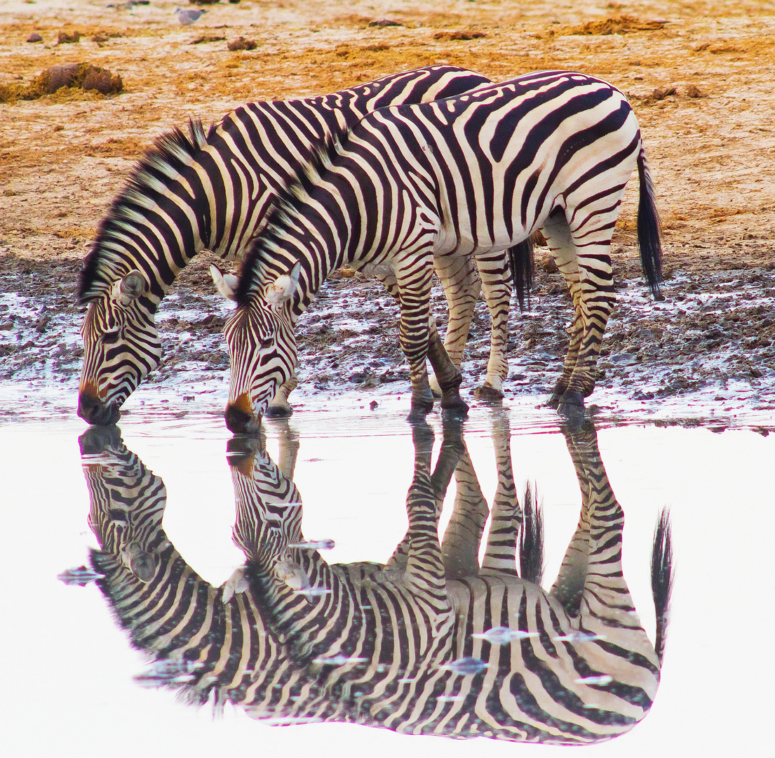 Diese 2 Zebras...
