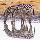 Diese 2 Zebras...