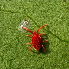 Diese 3 mm lange Rote Samtmilbe (Trombidium holosericeum) . . .