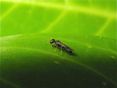 Diese 3 mm lange Wespe saß am 14.6.2012 im Garten in Düsseldorf-Garath