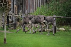 diese 3 waren mit Futtersuche beschäftigt