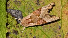 Diese Achateule (Trigonophora meticulosa) wünscht Euch einen guten Wochenanfang!