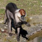 Diese Affenart lebt bei den Gorillas im Gehege