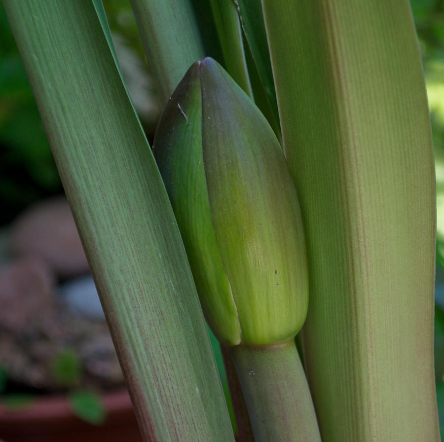 diese Amaryllis