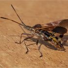 diese Amerikanische Kiefernwanze (Leptoglossus occidentalis)  .....